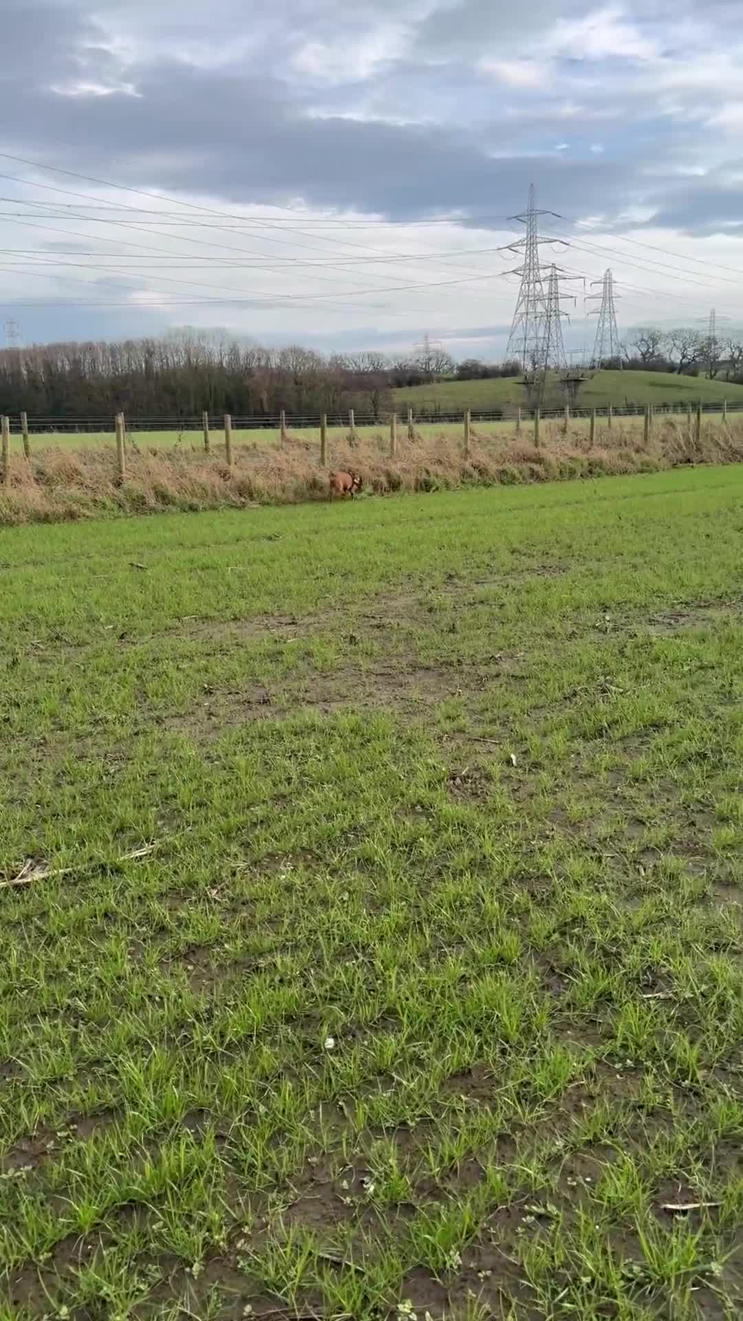 Hungarian Vizsla dogs for stud: Hungarian male vizsla ready for some romance 💕  in Preston - Video 1