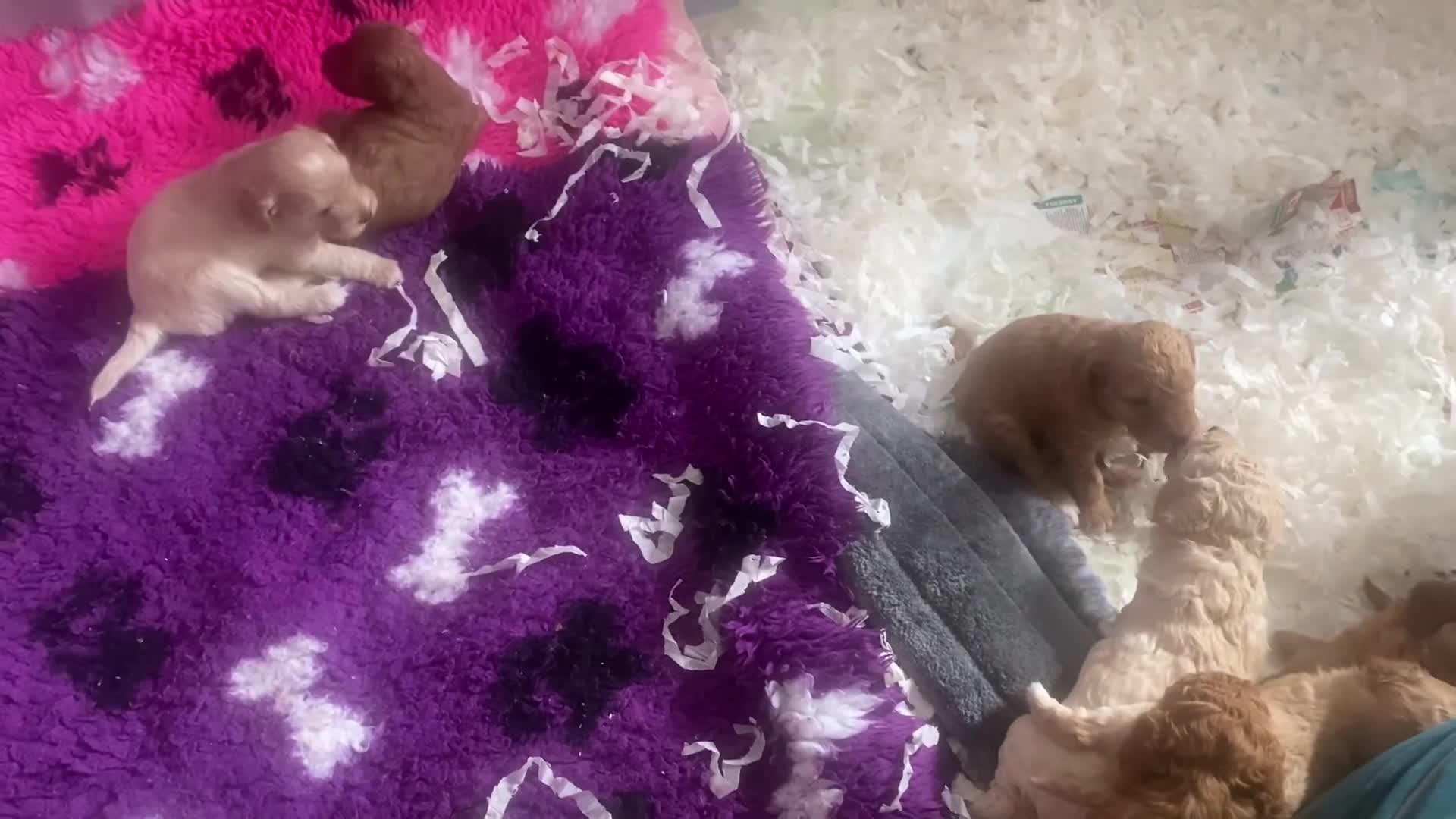 Cavapoochon dogs for sale:  Extensively health-tested parents 💫 - Video 5