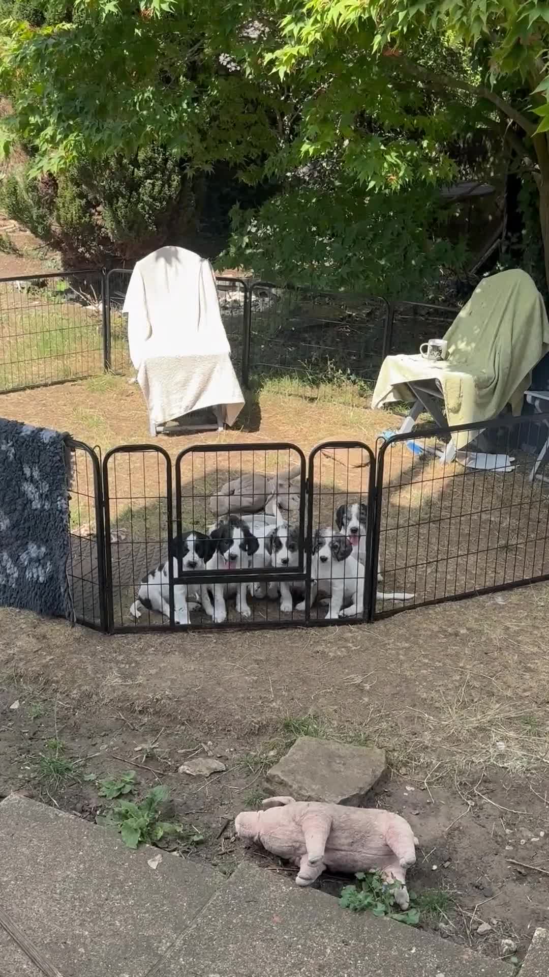 Cocker Spaniel dogs for sale: *Ready Now* Chunky Healthy Working Cocker Spaniels - Video 5