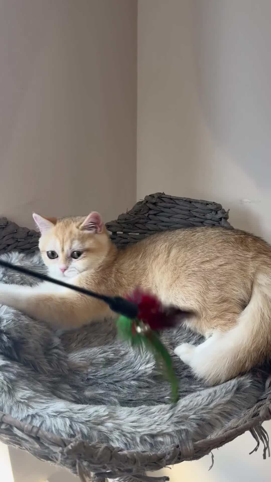 British Shorthair cats for sale: GCCF golden BSH ❤️ - Video 1