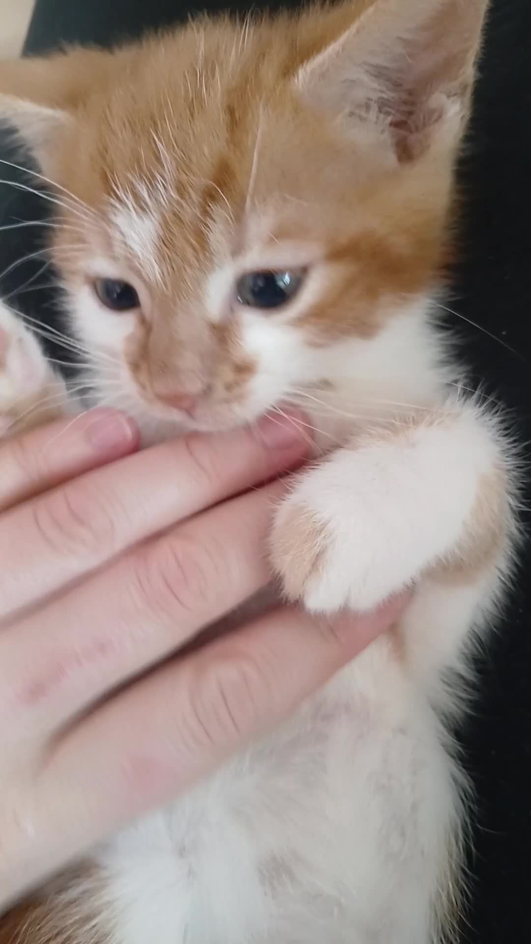 Mixed Breed cats for sale: 3 ginger males 1 calico female - Video 1