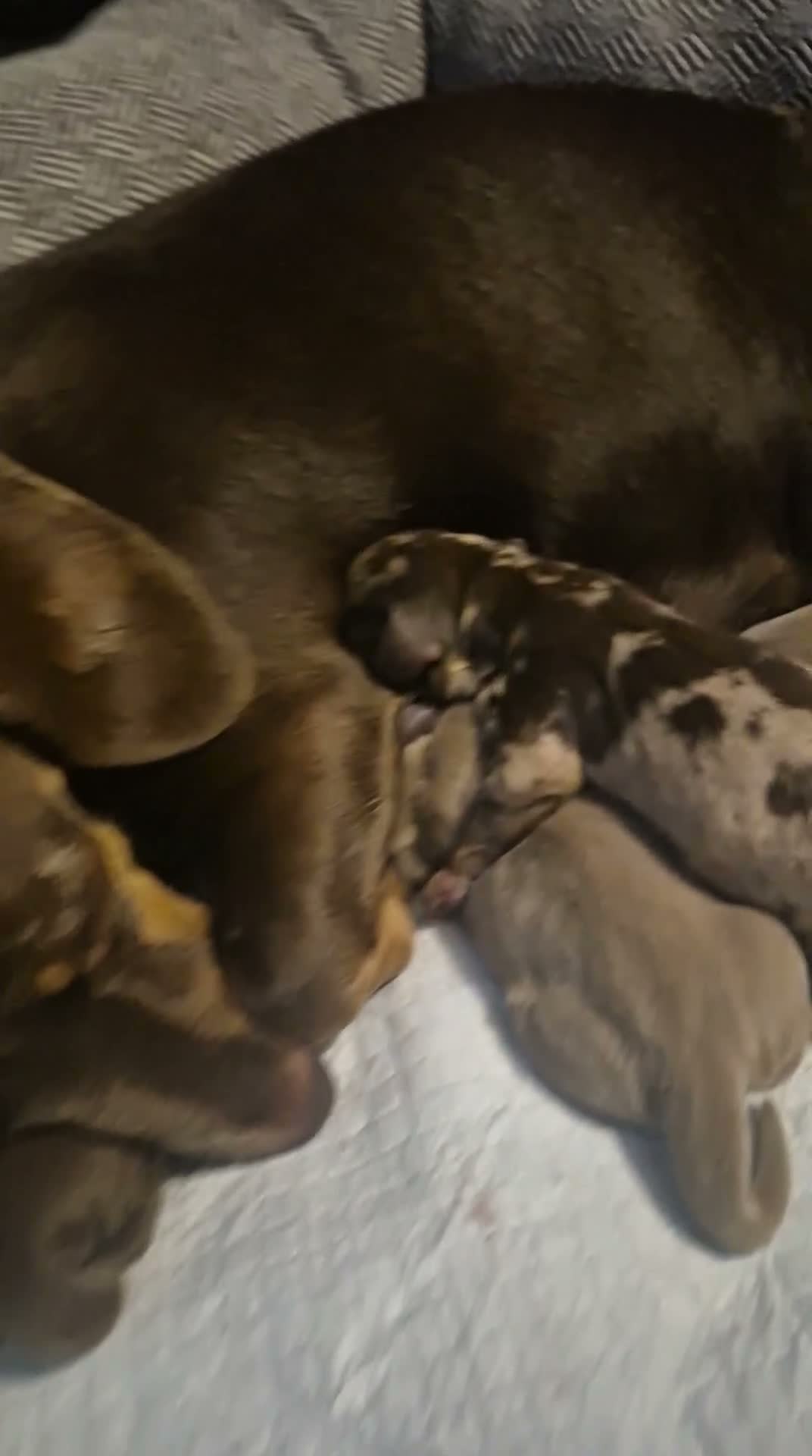 Miniature Dachshund dogs for sale:  Miniture dashchund puppies for sale - Video 1