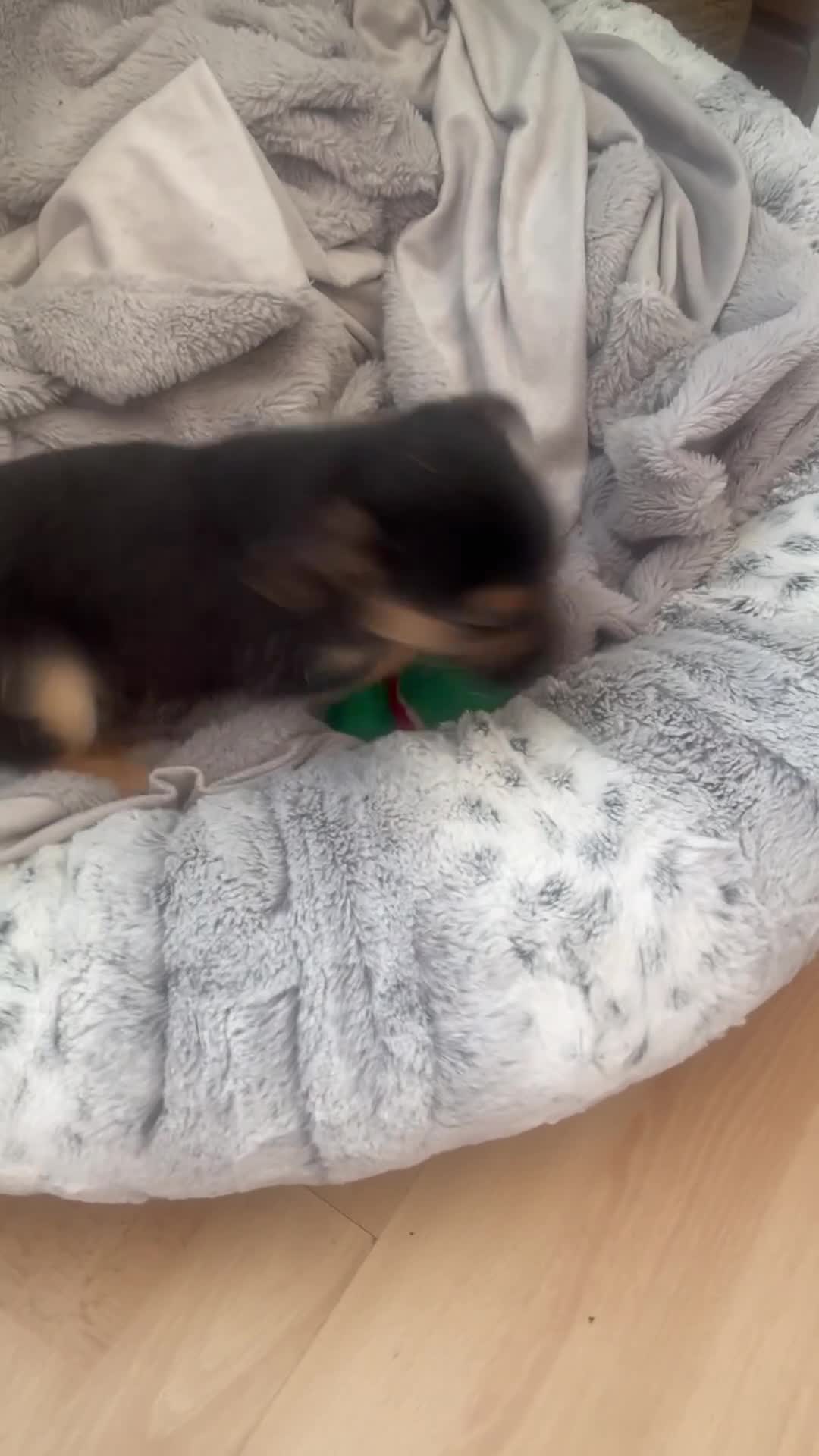 Mixed Breed dogs for sale: Adorable Frenchie-Poodle  **last male  - Video 3