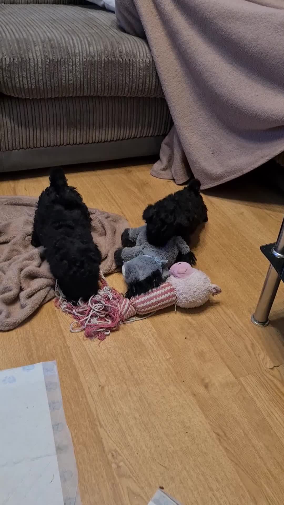 Toy Poodle dogs for sale: Toy poodle in Houghton le Spring - Video 2