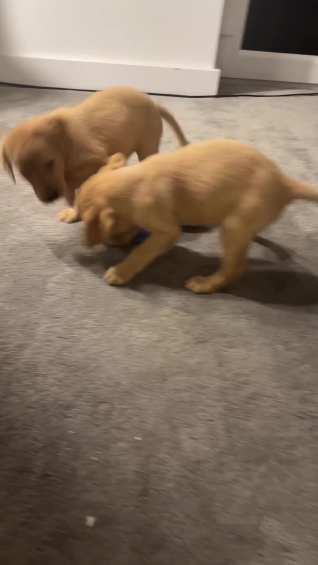 Labrador Retriever dogs for sale: UPDATED-Black Lab Boy Puppy - Video 2