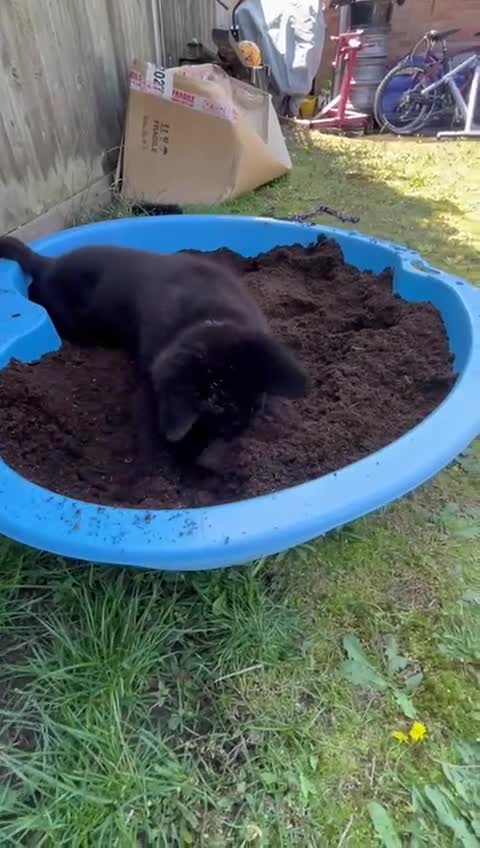 German Shepherd dogs for sale: KC Straight back GSD Puppies 🐶  - Video 4