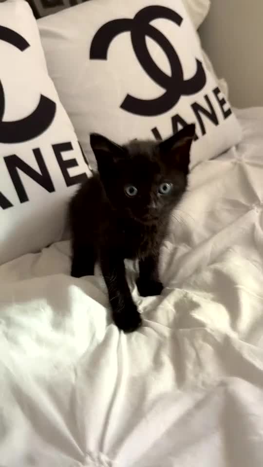 Mixed Breed cats for sale: kittens for sale  - Video 5
