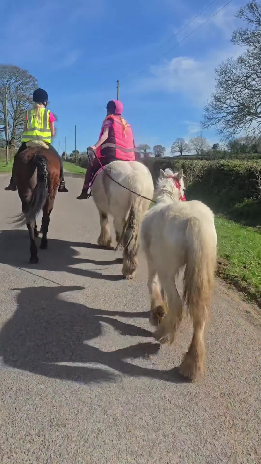 Irish Cob horses for sale: super friendly TGCA filly - Video 2