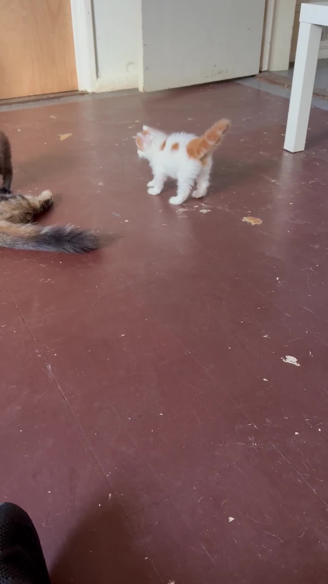 Mixed Breed cats for sale: 2 gorgeous kittens  - Video 3