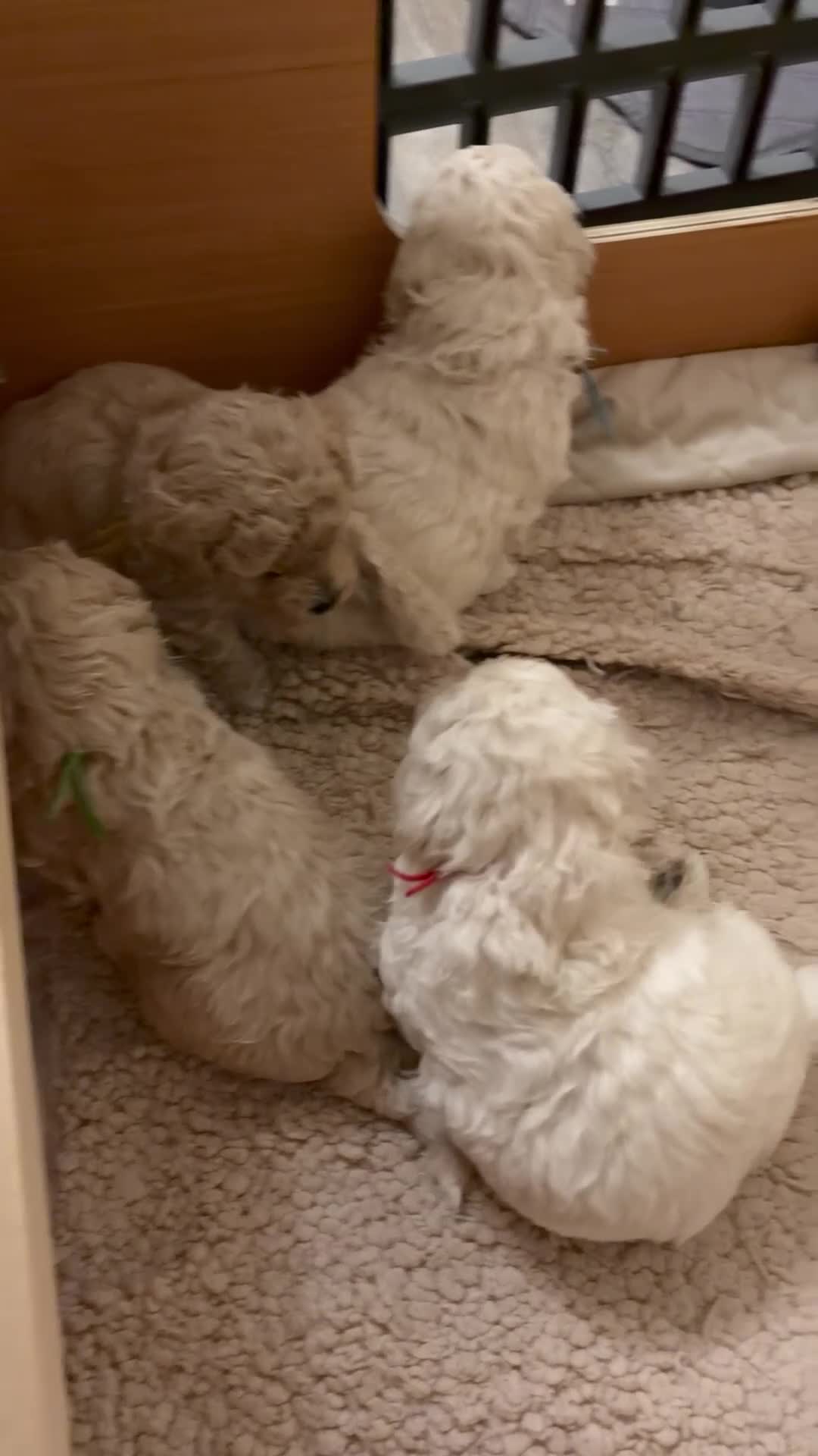 Mixed Breed dogs for sale: Beautiful Toy Poochon Puppies - Video 2