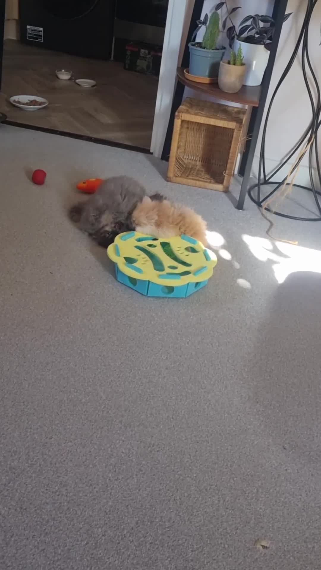Persian cats for sale: Persian  - Video 5
