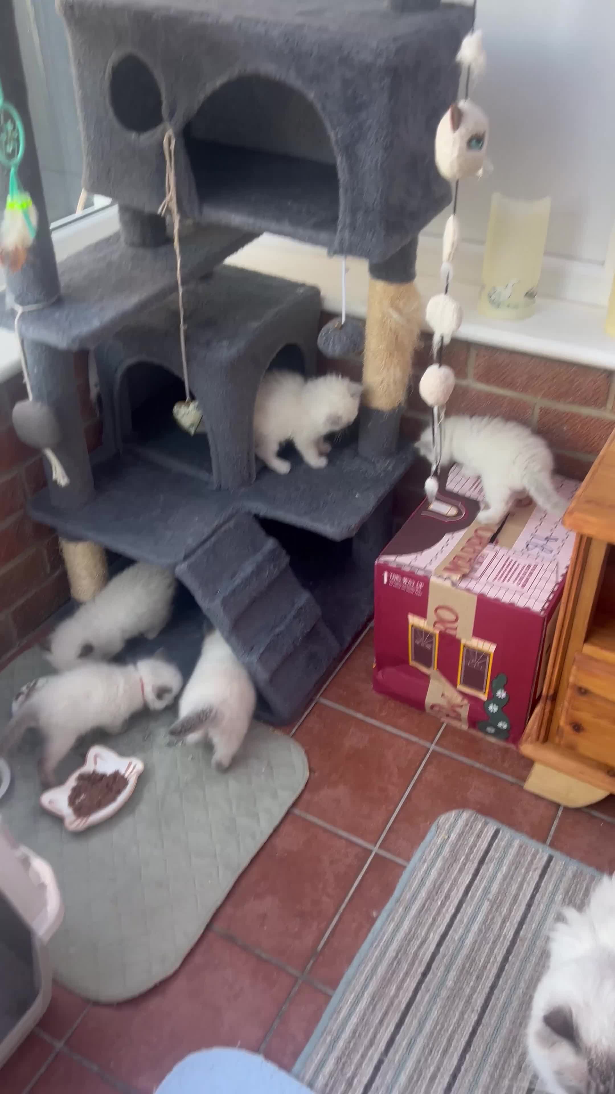 Ragdoll cats for sale: Pure ragdoll kittens - Video 1