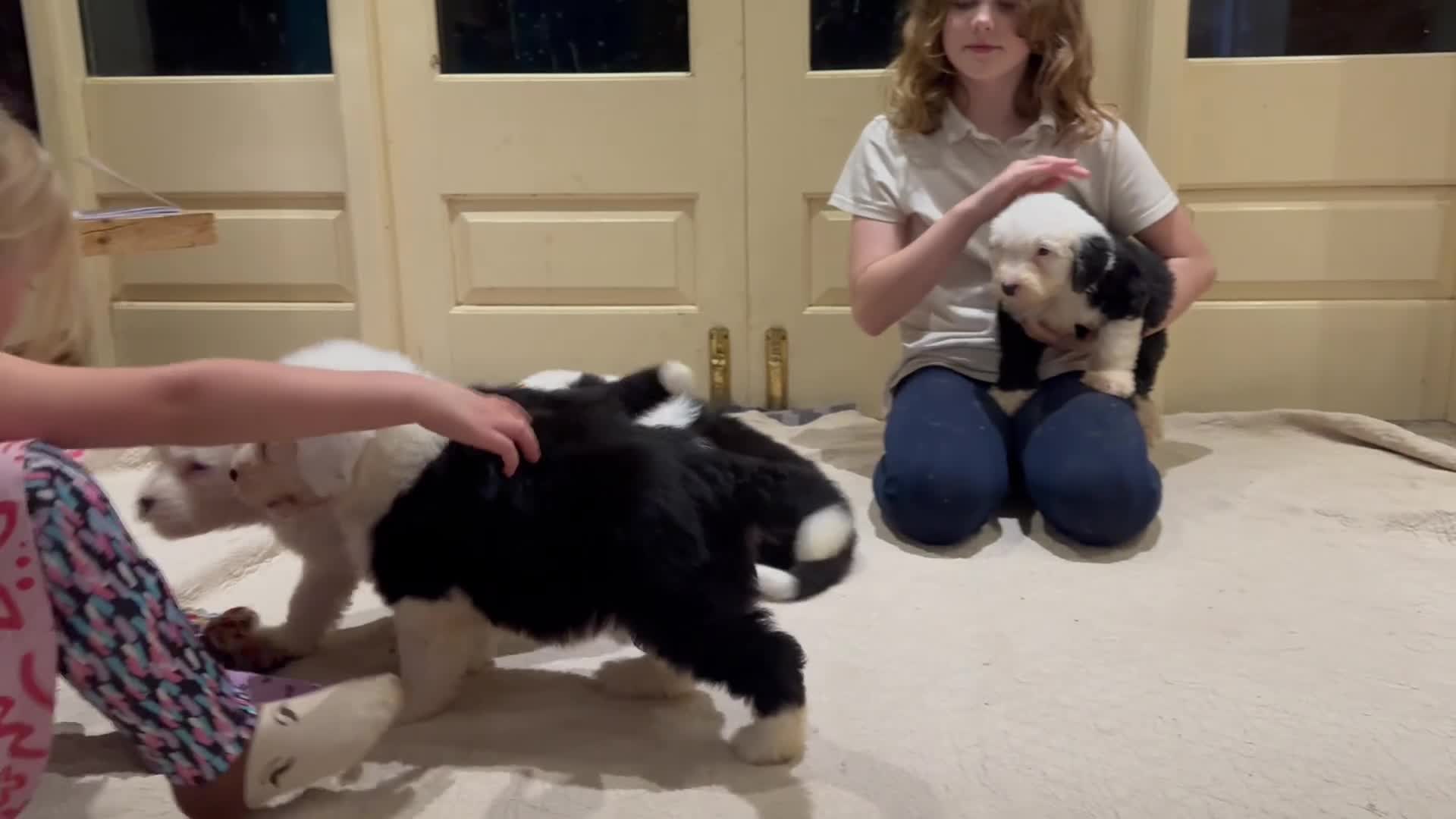 Old English Sheepdog dogs for sale: Outstanding OES top Show Lines,Exceptional Quality - Video 5