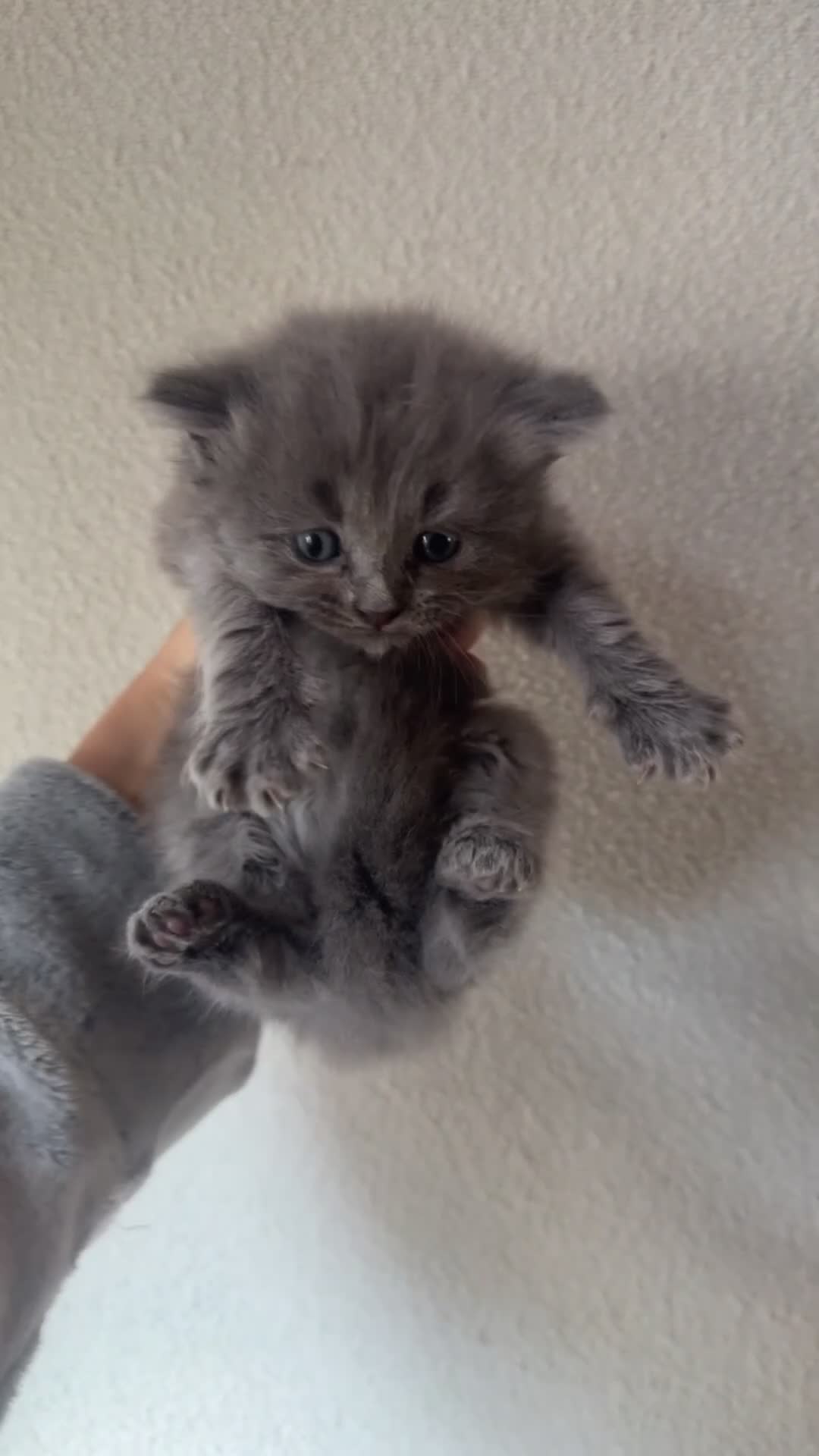 Ragdoll cats for sale: Ragdoll x BSH kittens  - Video 3