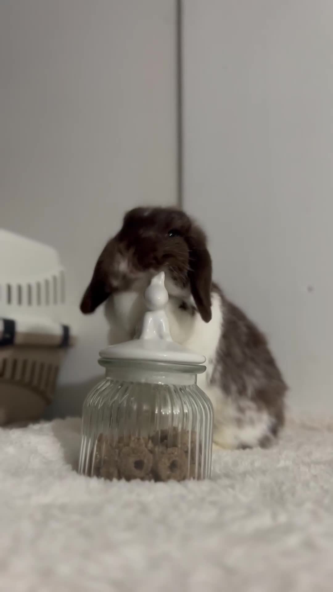 Mini Lop rabbits for sale: Purebred minilops ready to leave - Video 1