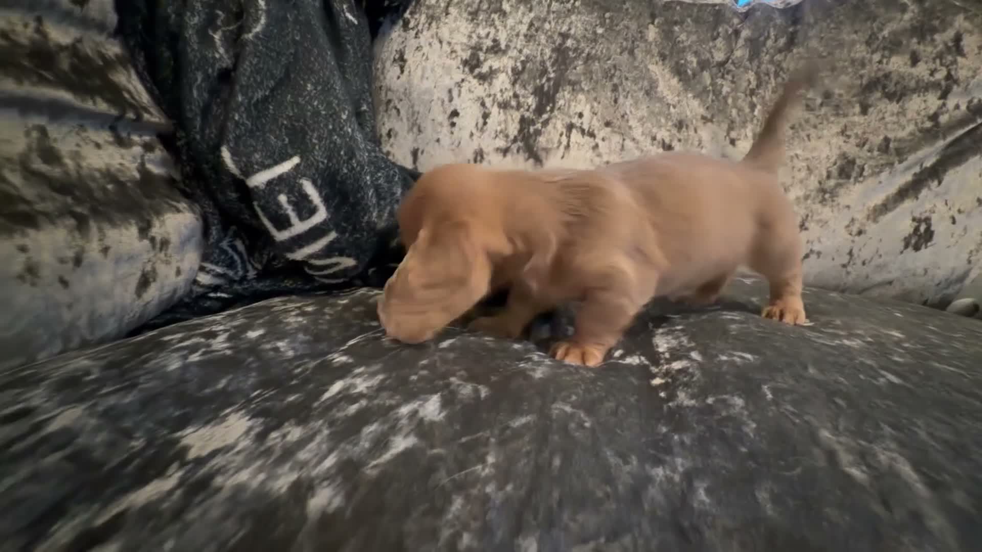 Miniature Dachshund dogs for sale: 3 Long hair mini dachshund puppies - Video 1