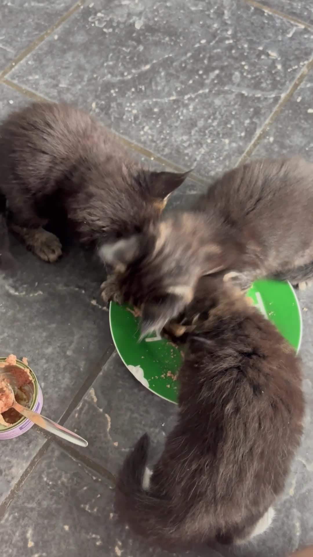 Maine Coon cats for sale: Tica Registered Stunning MaineCoon Kittens in Witney - Video 2