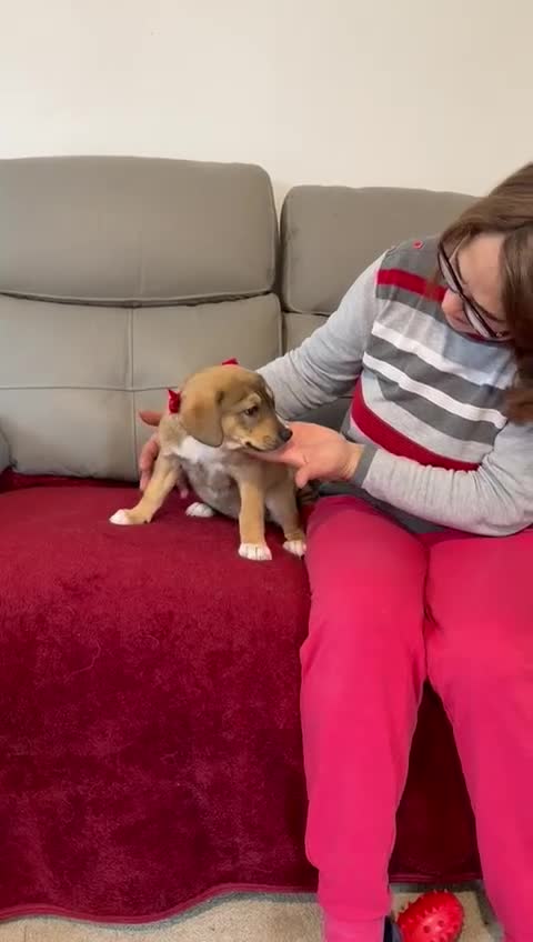 Mixed Breed dogs for adoption: 🐾💛 DOTTY – The Sweet, Gentle Little Soul 💛🐾 - Video 2