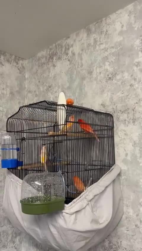 Mixed Breed birds for sale: Canaries - Video 2