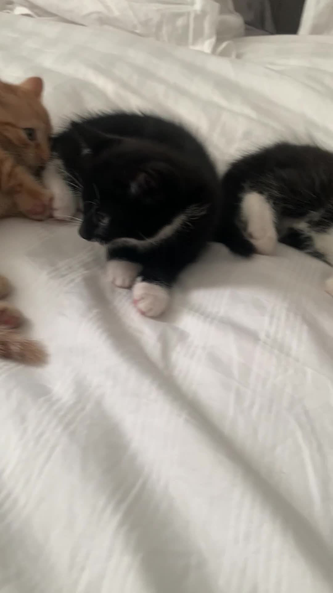 Domestic Shorthair cats for sale: Beautiful domestic shorthair kittens  - Video 2