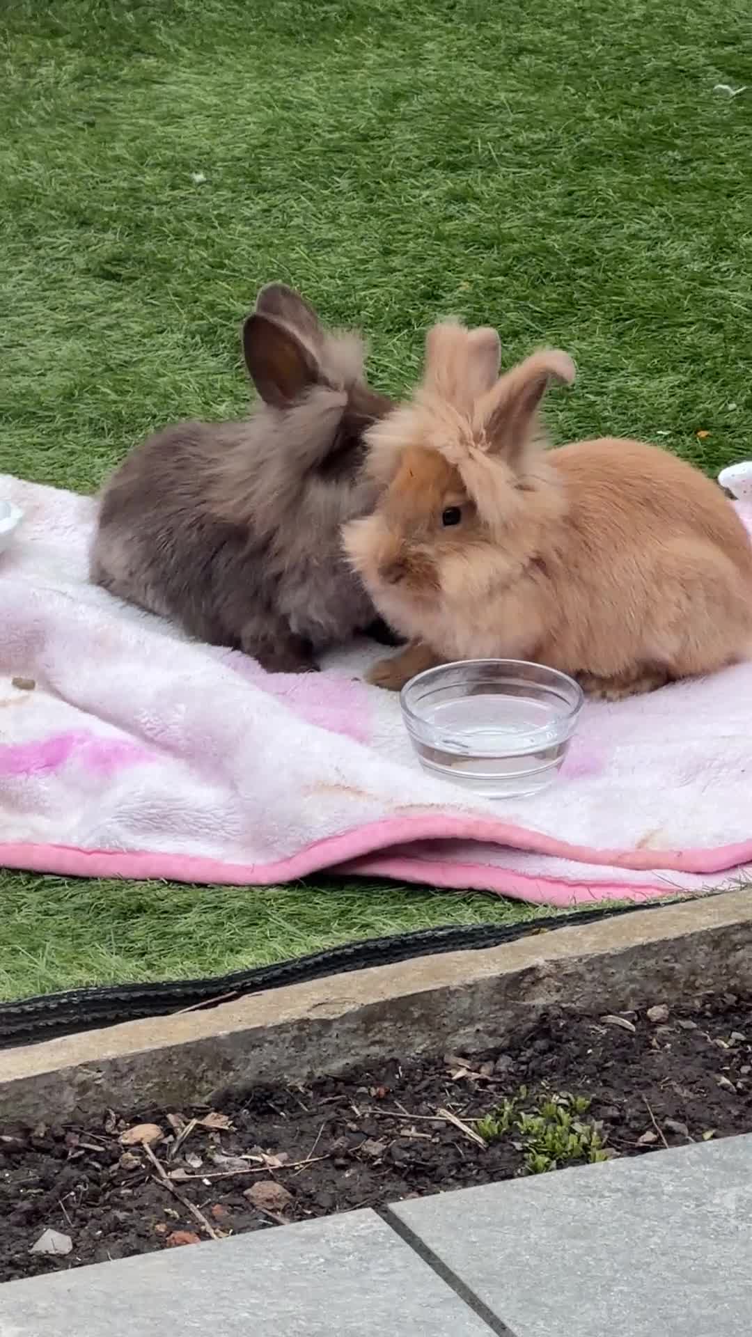 Lionhead rabbits for sale: 2 12 week old lion head rabbits bunnies for sale  in Leicester - Video 1