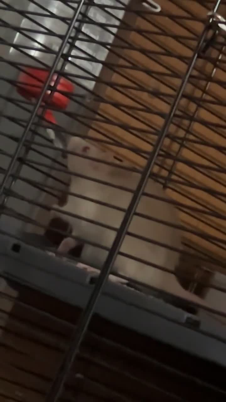 Rat rodents for sale: 2 female rats - Video 1