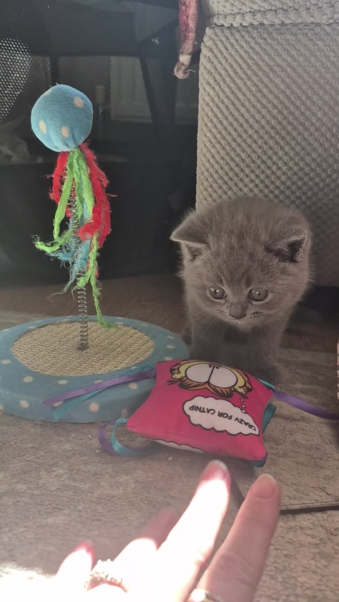 British Shorthair cats for sale: 1x boy 1x girl british shorthair kittens LAST 2 - Video 3