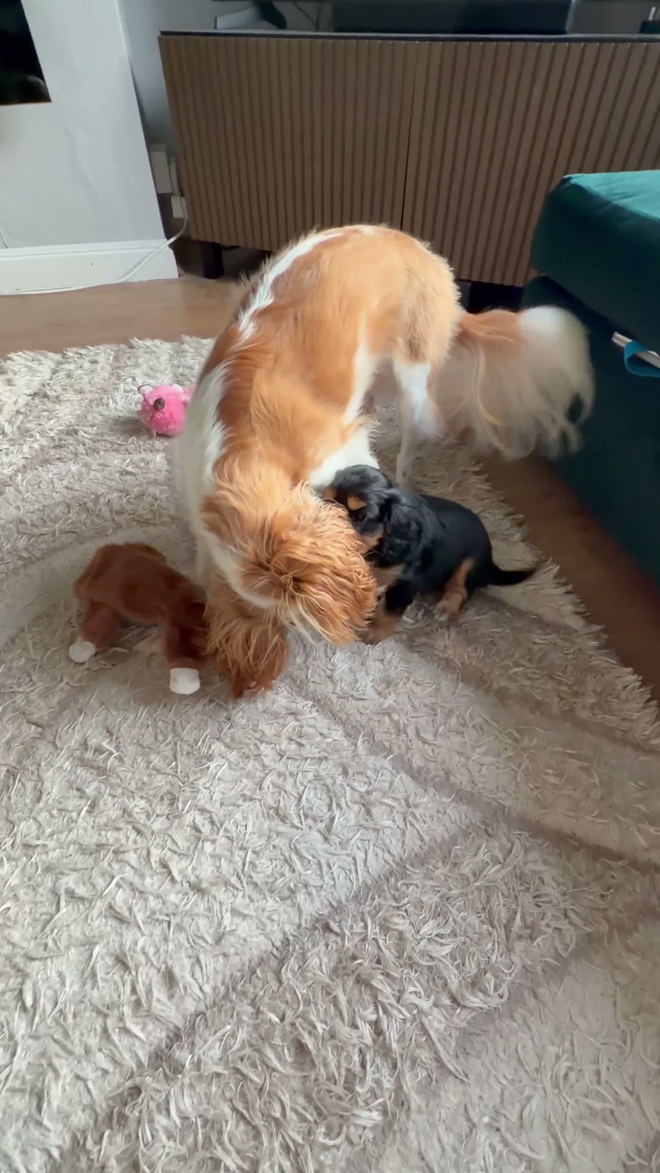 Cavapoochon dogs for sale: Cavalier King Charles Spaniel / Cavapooshon pups - Video 1