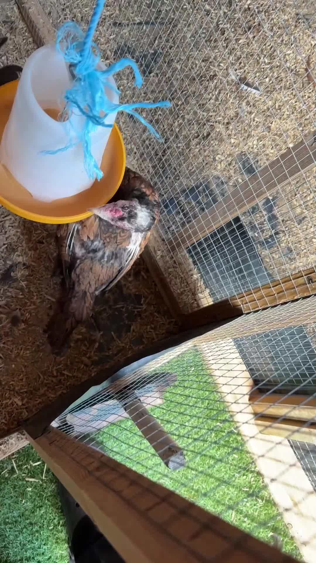 Chickens poultry for sale: Poultry for sale  - Video 2