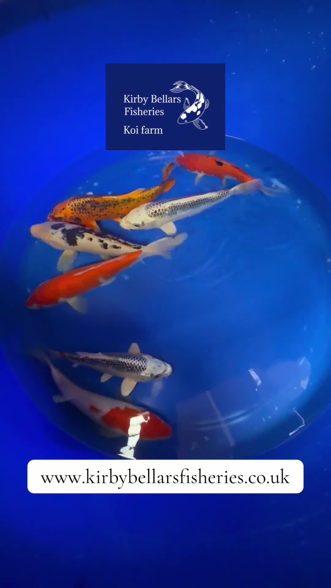 Koi Carp fish for sale: Koi for sale  in Melton Mowbray - Video 1