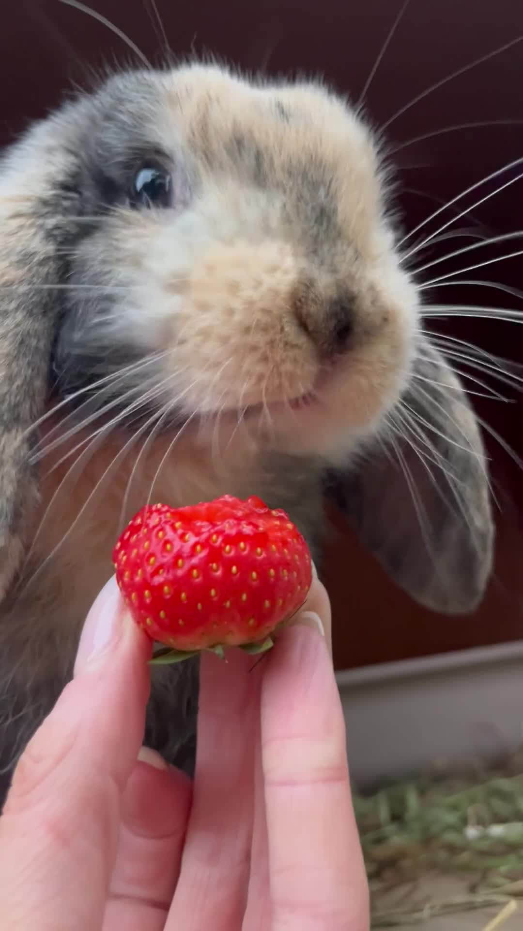 Mini Lop rabbits for sale: Mini lop buck for sale, pet home ideally. - Video 1