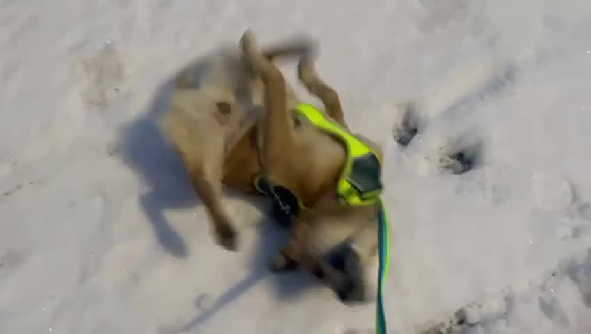 Mixed Breed dogs for adoption: 🐶💙 RYZHIK 💙🐶 - Video 1