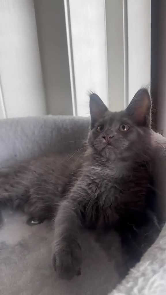 Maine Coon cats for sale: Stunning Maine Coon Litter Of Kittens  - Video 1