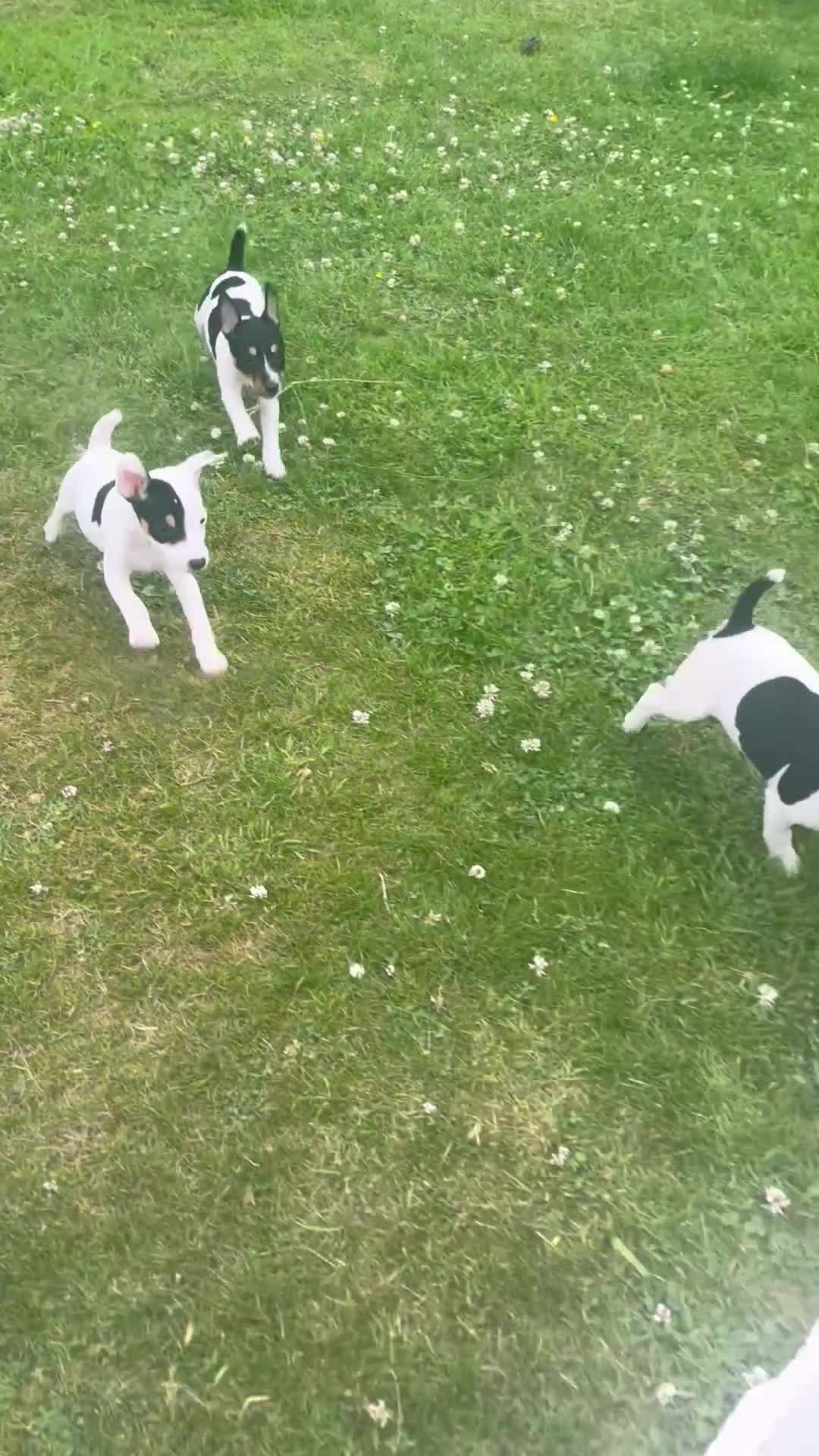 Jack Russell dogs for sale: JACKRUSSELL PUPPYS in Shrewsbury - Video 1