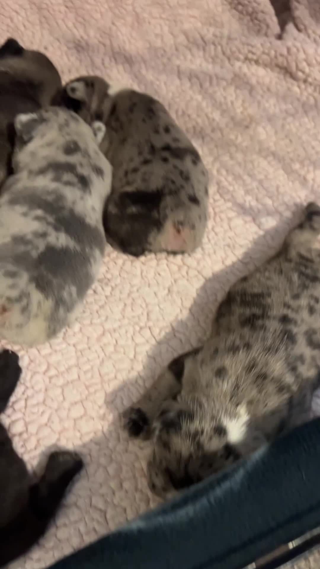 French Bulldog dogs for sale: 5 beautiful French bulldogs for sale - Video 1