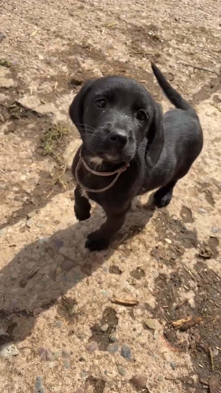 Springador dogs for sale: Springador pups  - Video 1
