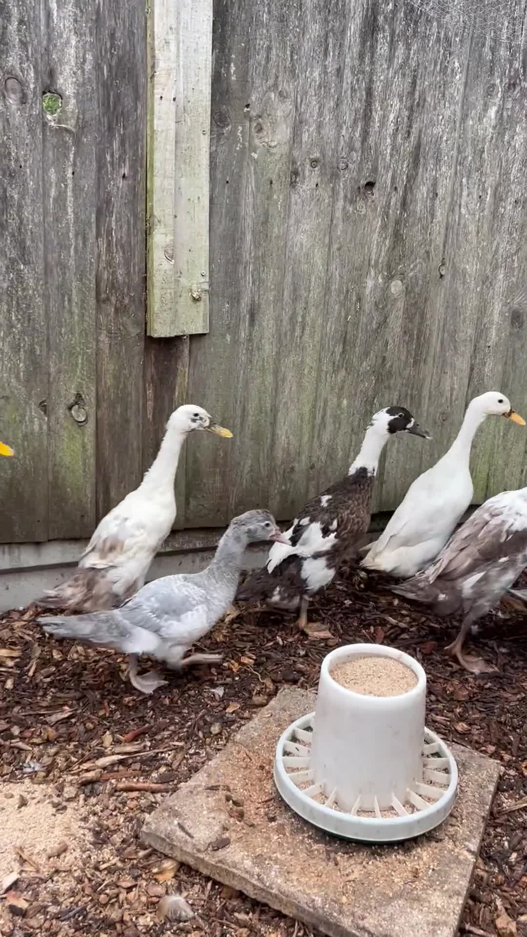 Ducks poultry for sale: POL Female runner ducks  - Video 1