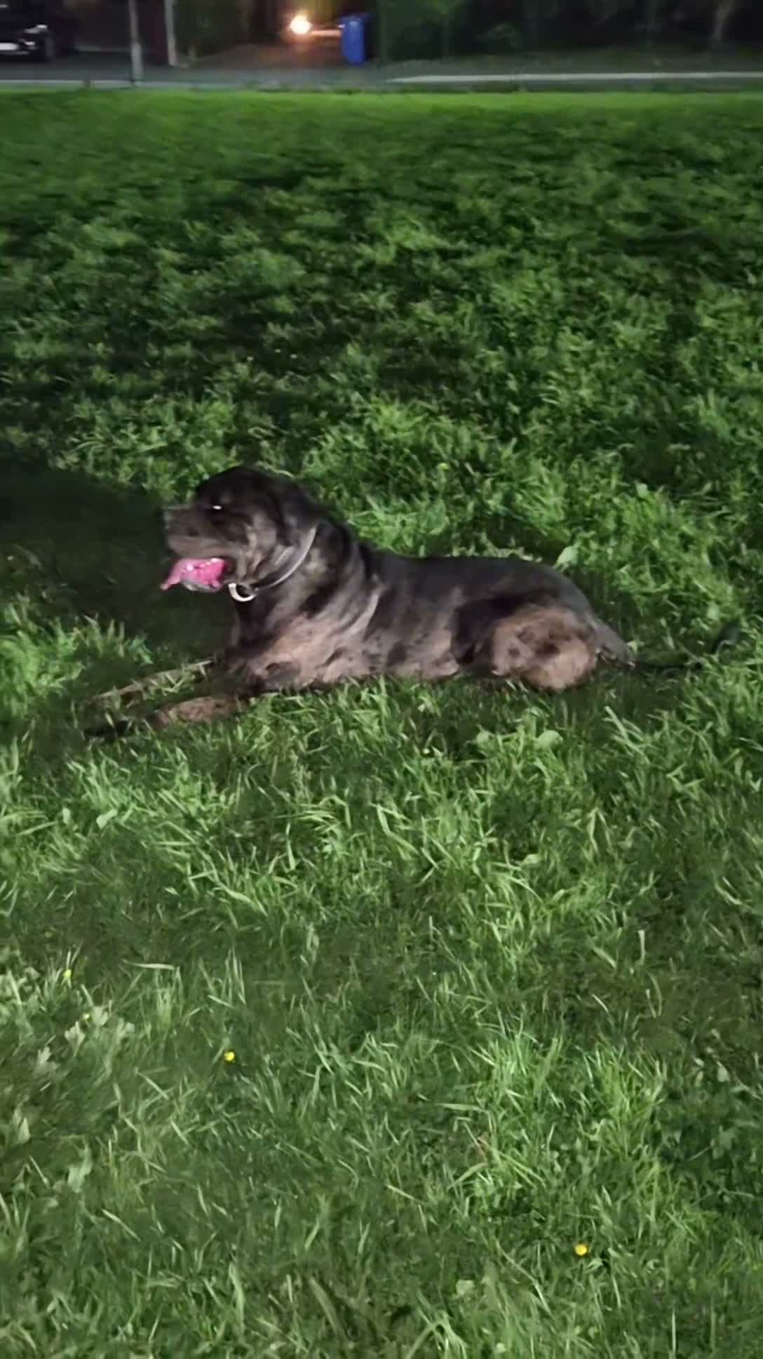 Cane Corso dogs for sale: Cane Corso Bandog Mastiff For Sale  - Video 1