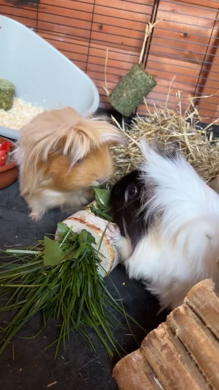 Guinea Pig rodents for sale: 3 female guinea pigs for sale (set up included) - Video 3