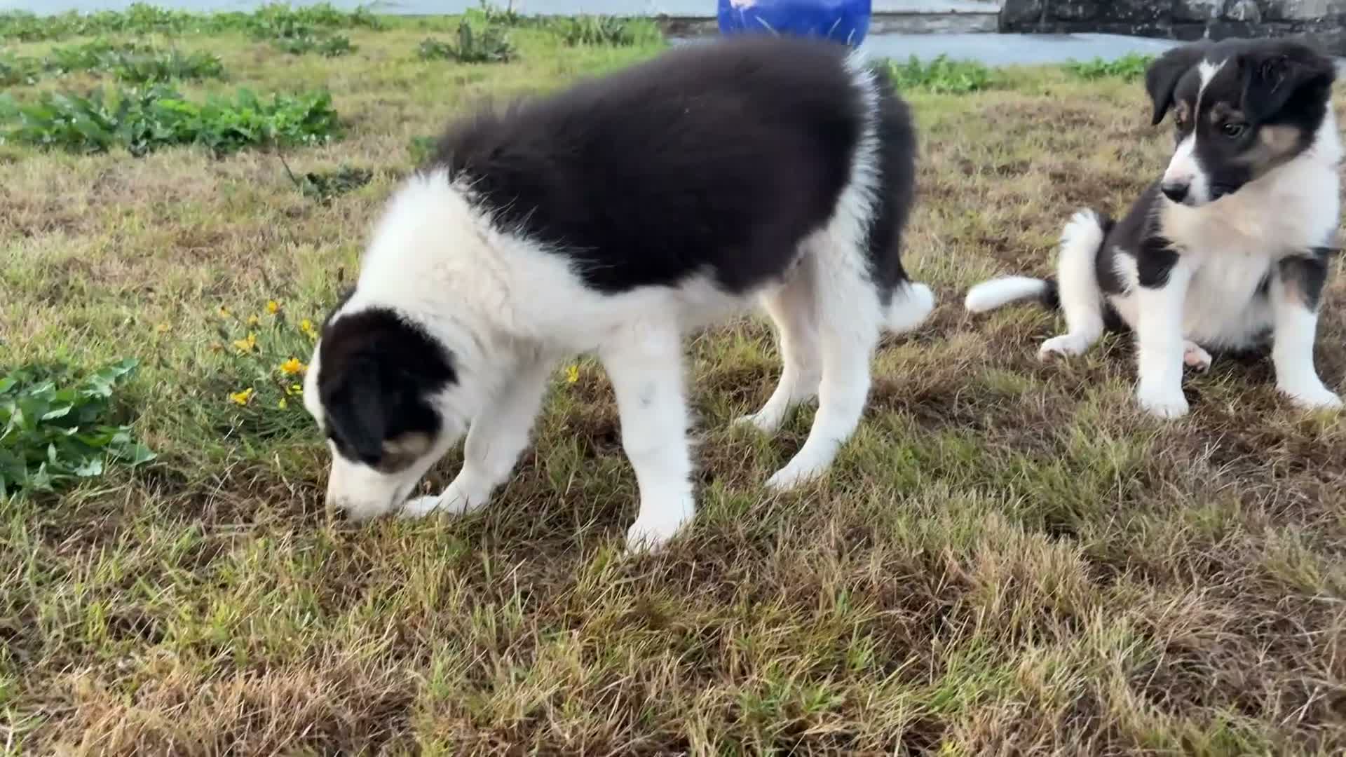 Border Collie dogs for sale: Beautiful Welsh Border Collie Puppies in Brecon - Video 1