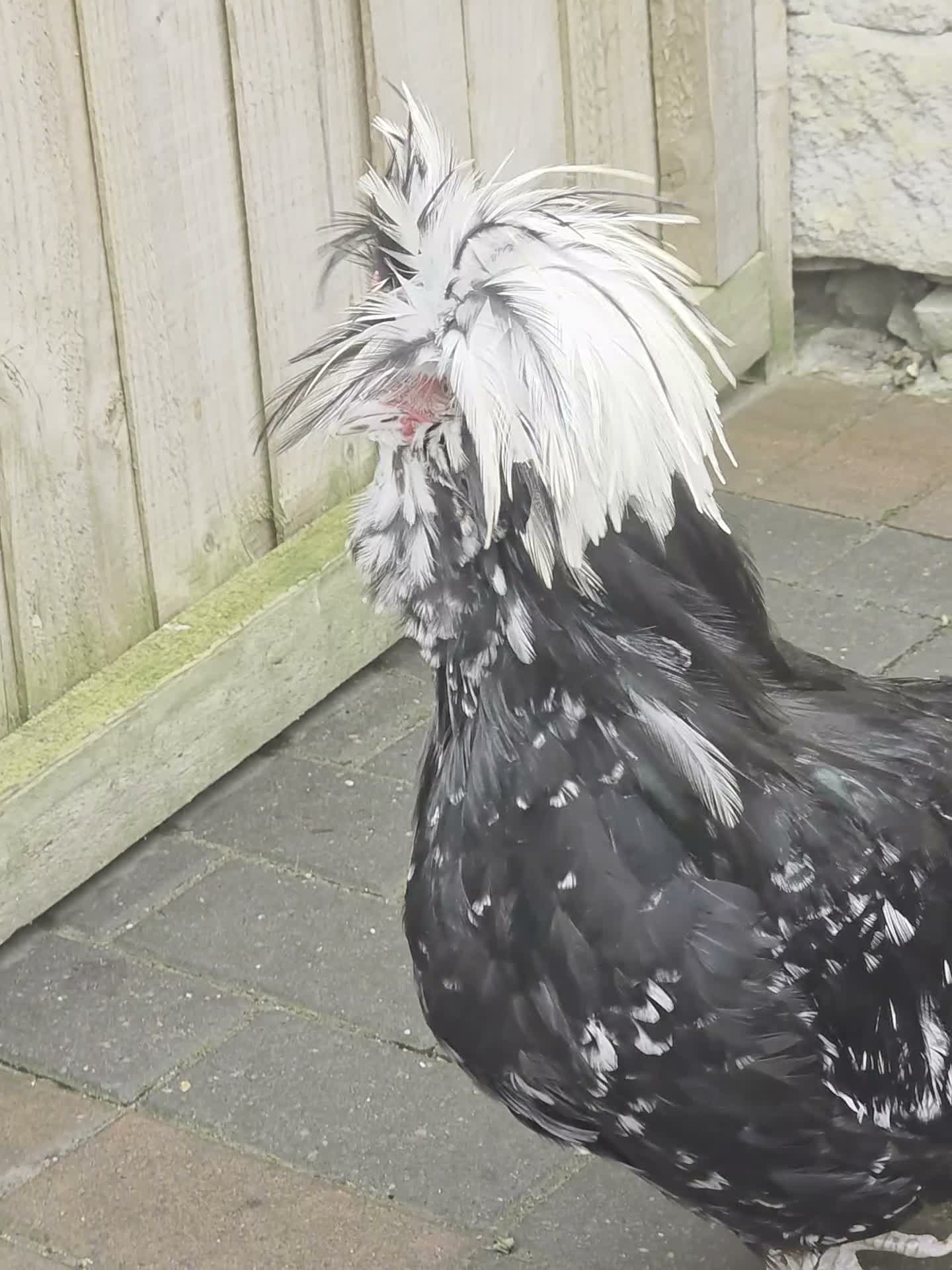 Chickens poultry for sale: rooster for sale  in Bradford - Video 1