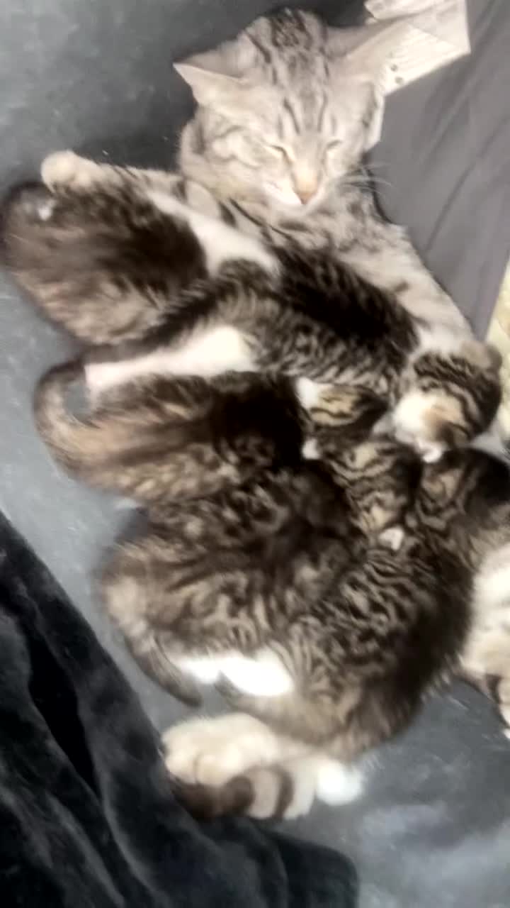 Mixed Breed cats for sale: 5 x Stunning Bengal Mixed Kittens for sale  - Video 1