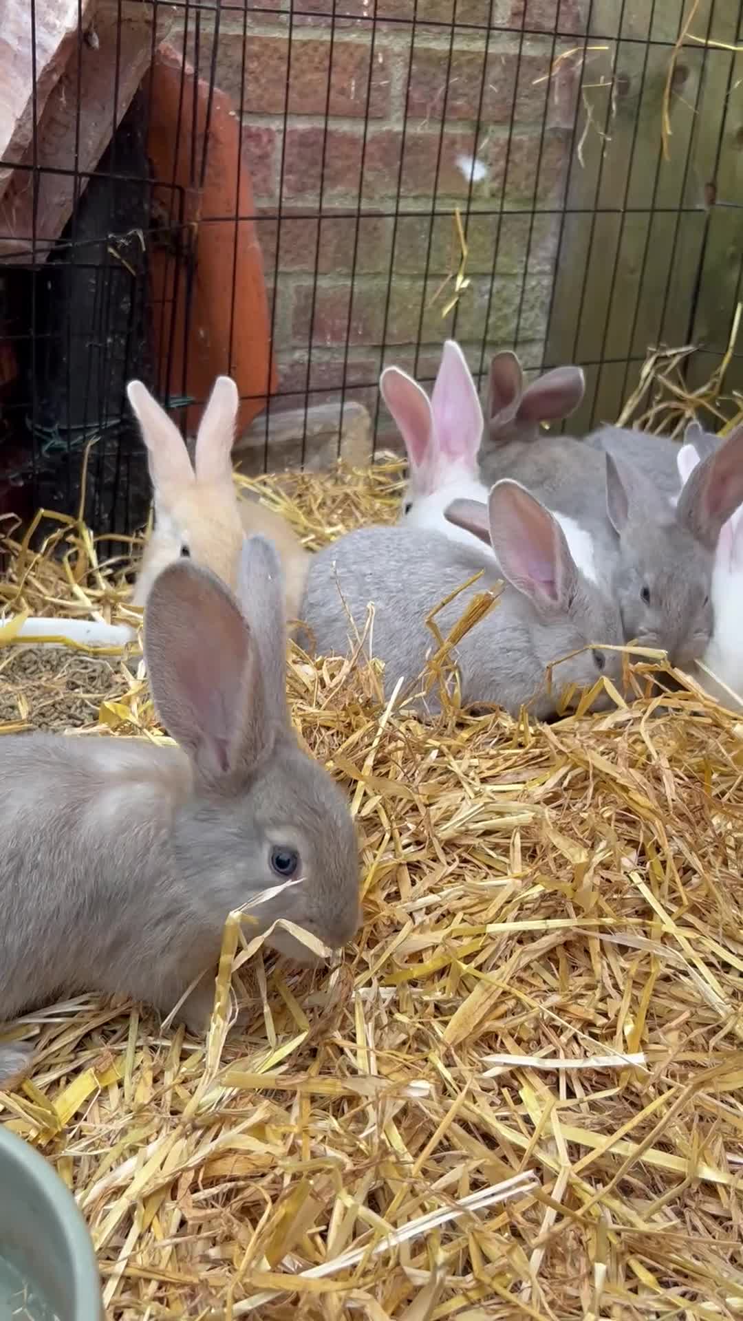 Continental Giant rabbits for sale: Continental Giant Baby Rabbits - Video 1