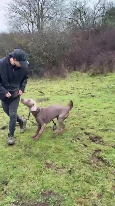 Dobermann dogs for sale: Playful and loving Doberman Ready for Adoption - Video 3