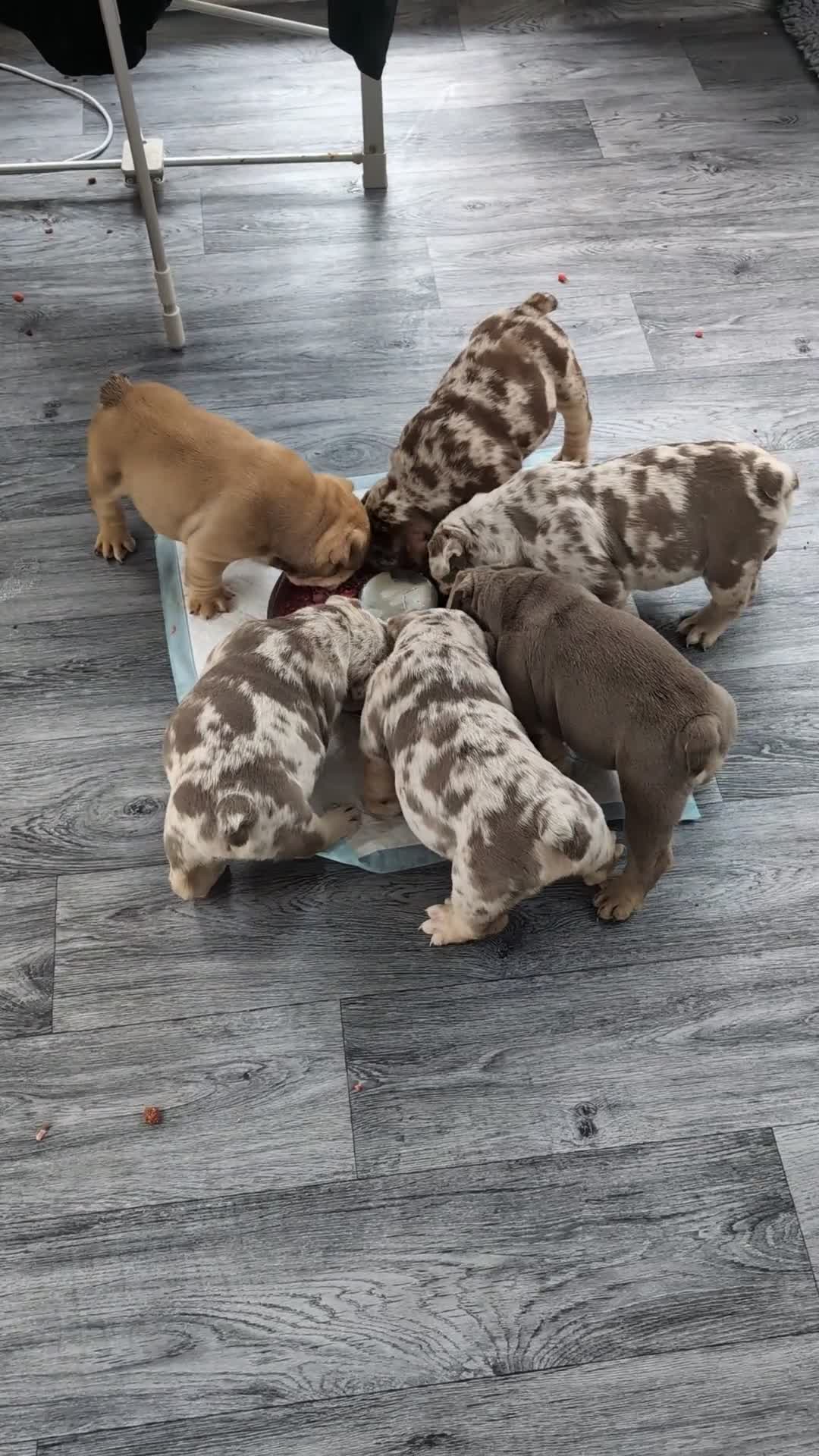 English Bulldog dogs for sale: English Bulldog Puppies  - Video 1