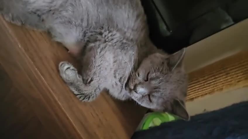 Mixed Breed cats for adoption: Blue female rescue cat Looking for 1st Real Home - Video 1
