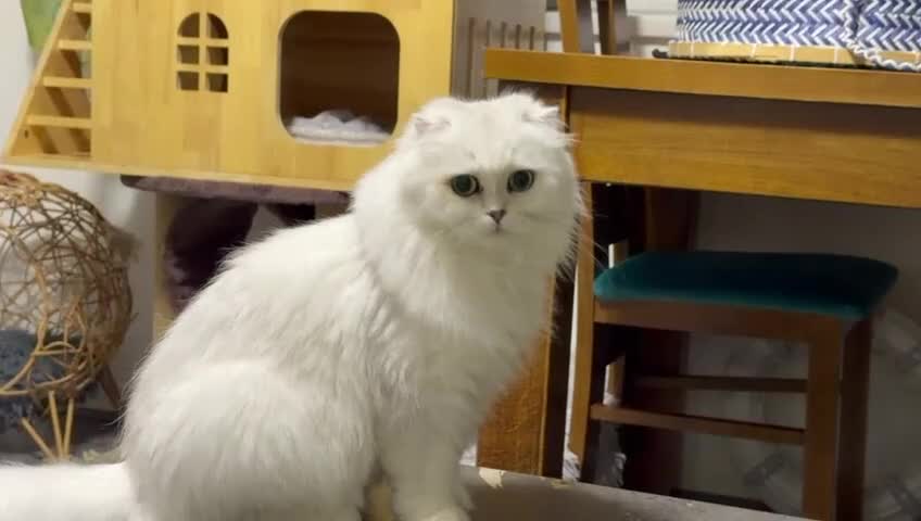 Scottish Fold cats for sale: Loyal girl  - Video 1