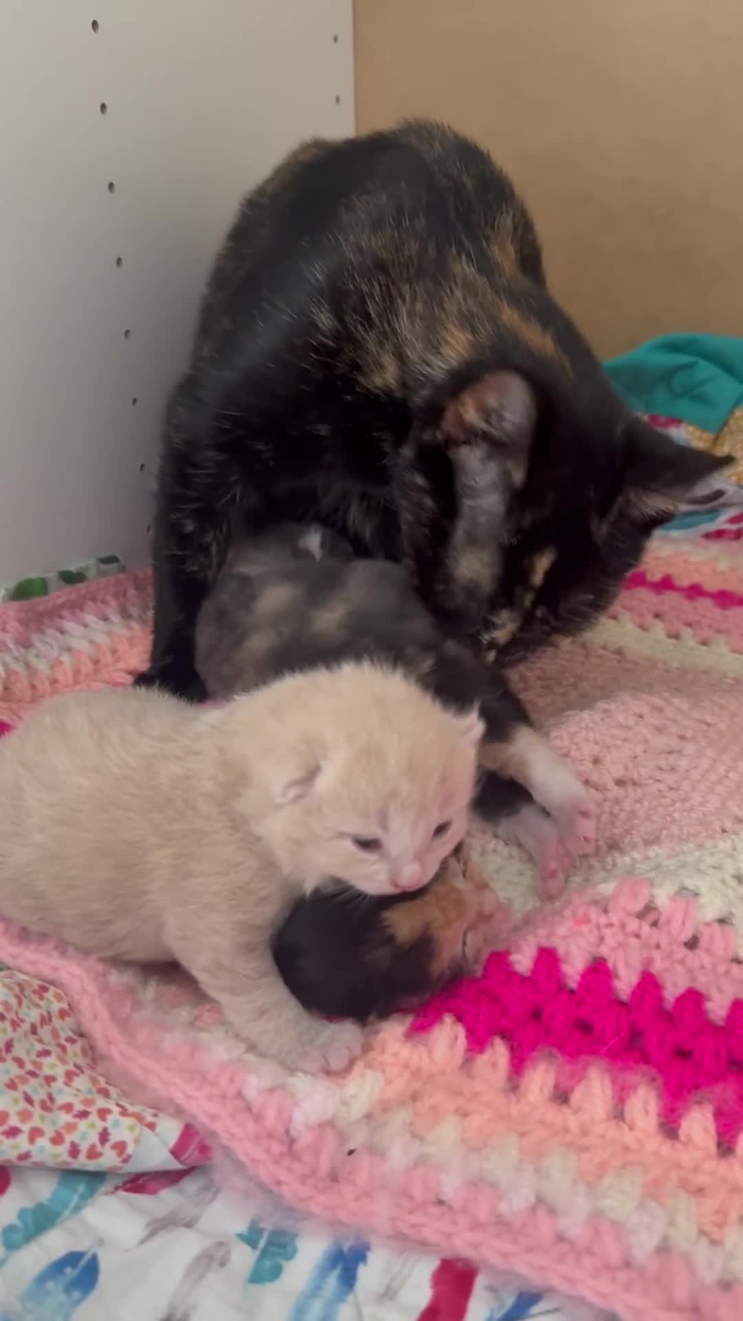 Domestic Shorthair cats for sale: Two female shorthair kittens  - Video 2