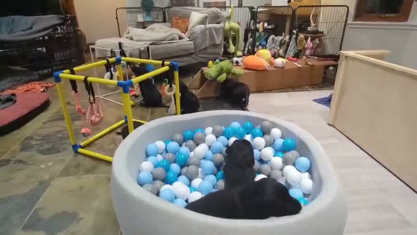 Flat coated Retriever dogs for sale: Flat Coated Retrievers in Insch - Video 2