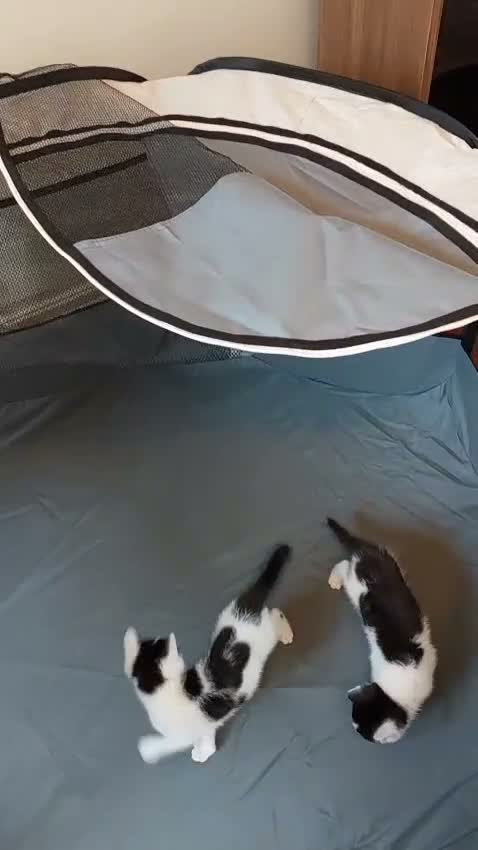 Mixed Breed cats for adoption: Gorgeous rescue kittens - Video 1